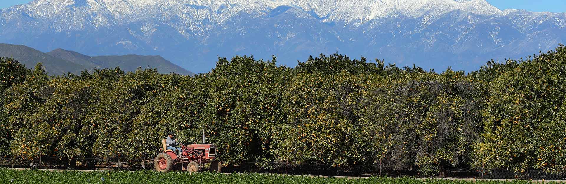 Agricultural Operations at UCR with tractor in front of Citrus grove and snow-capped mountains (c) UCR / Stan Lim