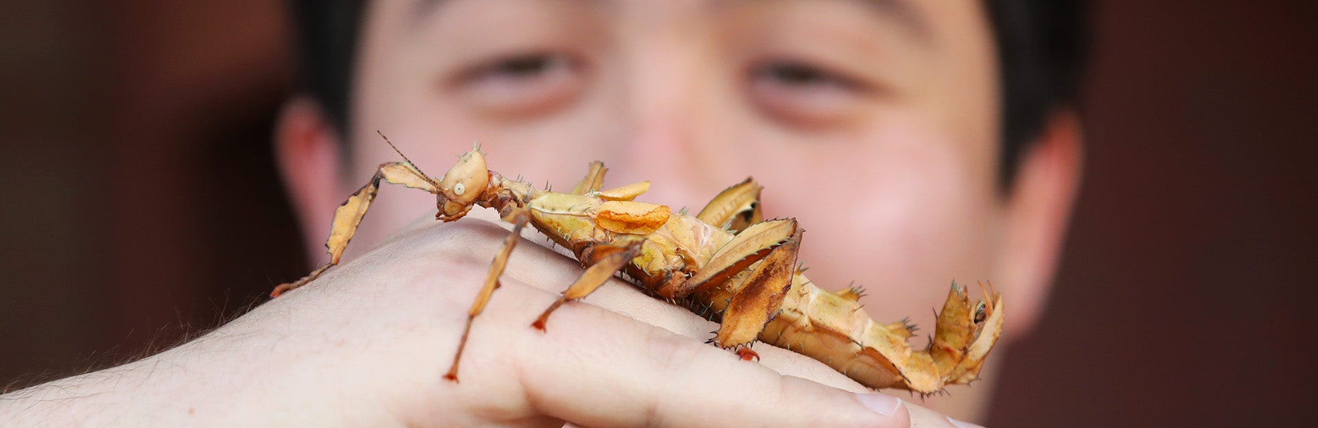 Australian Spiny Leaf insect, Entomology outreach, (c) UCR / Stan Lim 2019