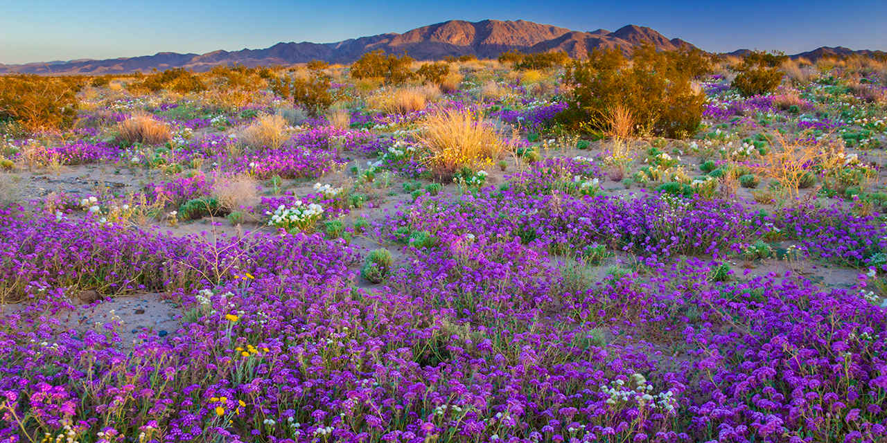 Will There Be A Super Bloom In The California Desert This Year Here S Where To Spot Early Wildflowers College Of Natural Agricultural Sciences