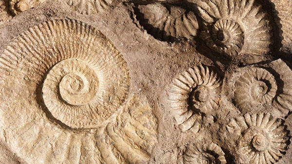 Shell fossil, source: Pixabay