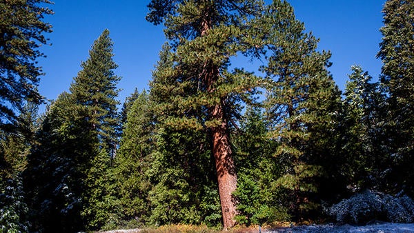 James San Jacinto Mountains UCR Natural Reserve (c) UCNRS James San Jacinto Mountains UCR Natural Reserve (c) UCNRS