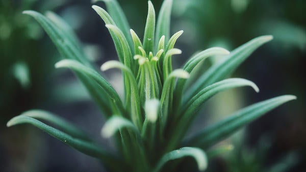 Herbarium collection specimen (c) Kristine Tanne 1549498 unsplash Herbarium collection specimen (c) Kristine Tanne 1549498 unsplash