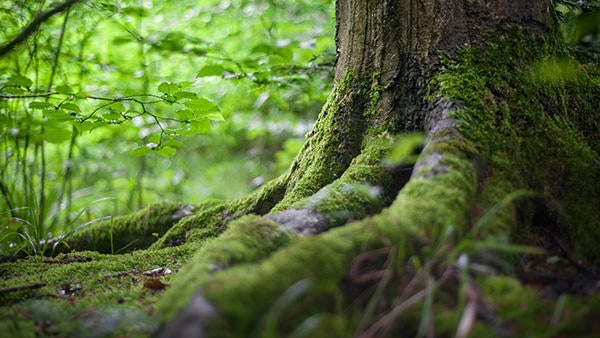 Forest close-up with tree stump, source: pexel Forest close-up with tree stump, source: pexel