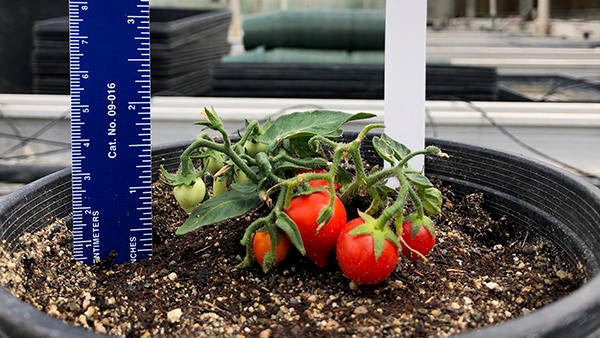 Space tomatoes PTRC (c) UCR Martha Orozco-Cardenas Space tomatoes PTRC (c) UCR Martha Orozco-Cardenas