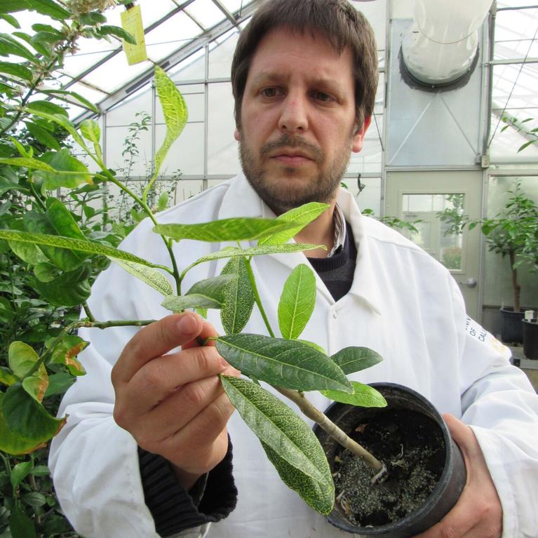 University of California, Riverside citrus researcher Georgios Vidalakis has helped develop a potential therapy that could protect citrus trees from the threat of Huanglongbing, a bacterial disease many worry could wipe out California's citrus industry. Photo courtesy UC Riverside