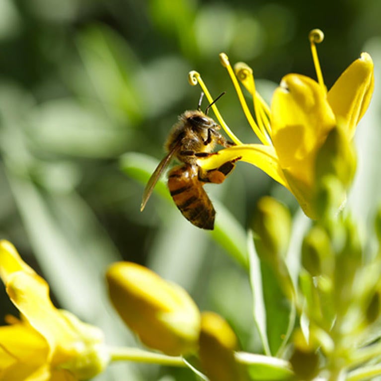 Bee flying onto flower at Botanic Gardens (c) UCR / Stan Lim
