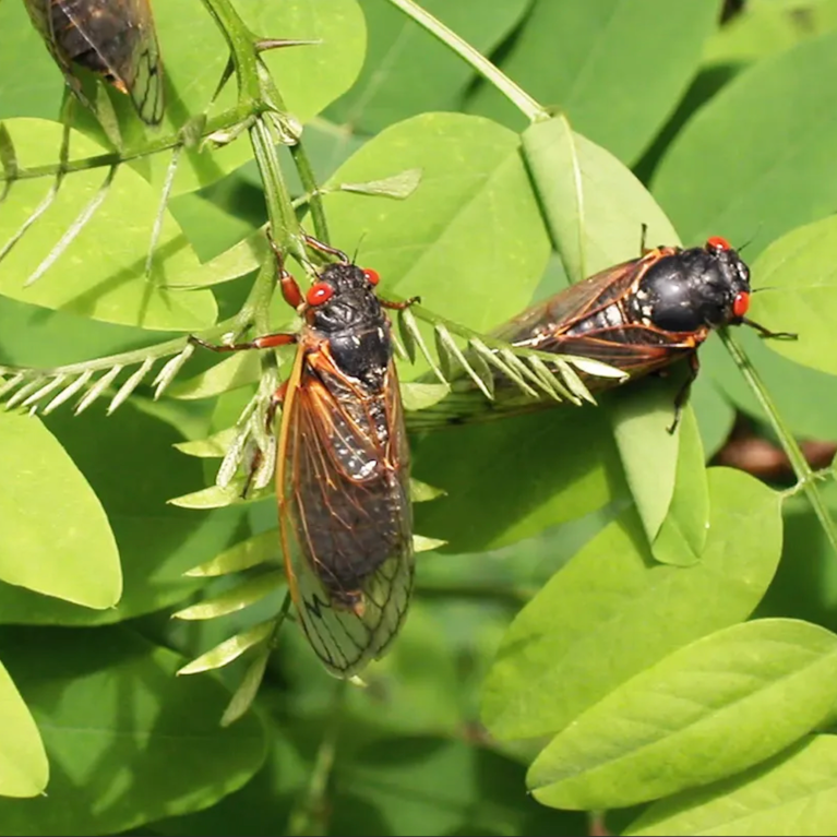 After 17-years living below ground, billions of cicadas belonging to Brood X are beginning to emerge across much of the eastern United States. The cicadas shed their larval skin, spread their wings, and fly out to mate, making a tremendous noise in the process. (Richard Ellis/Getty Images)