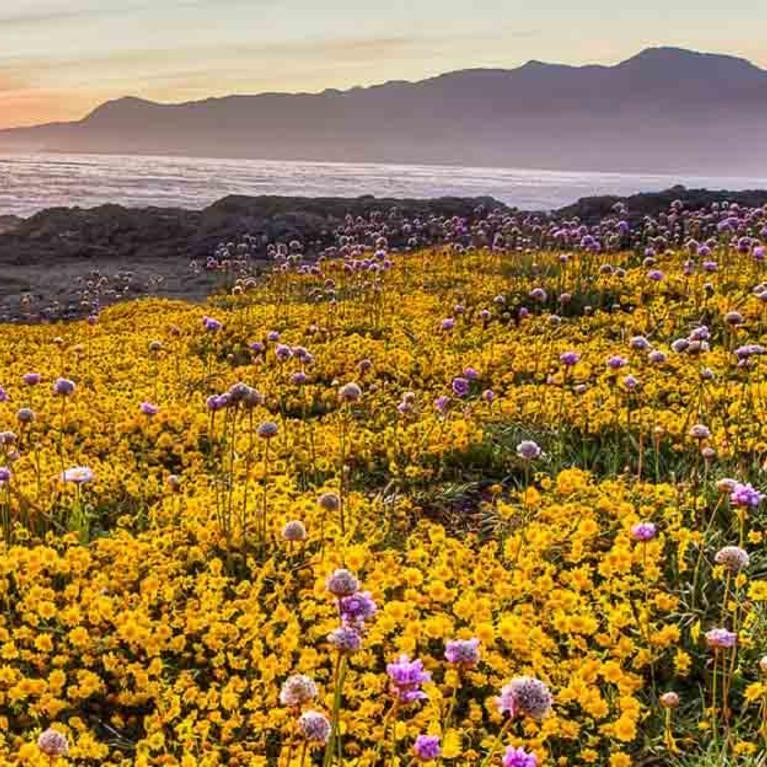 Wildflowers in California / pixabay.com