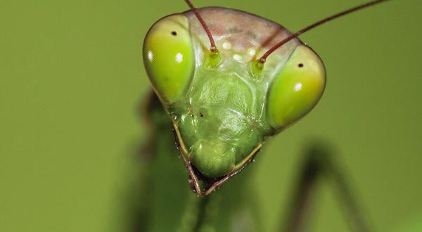 head of a praying mantis