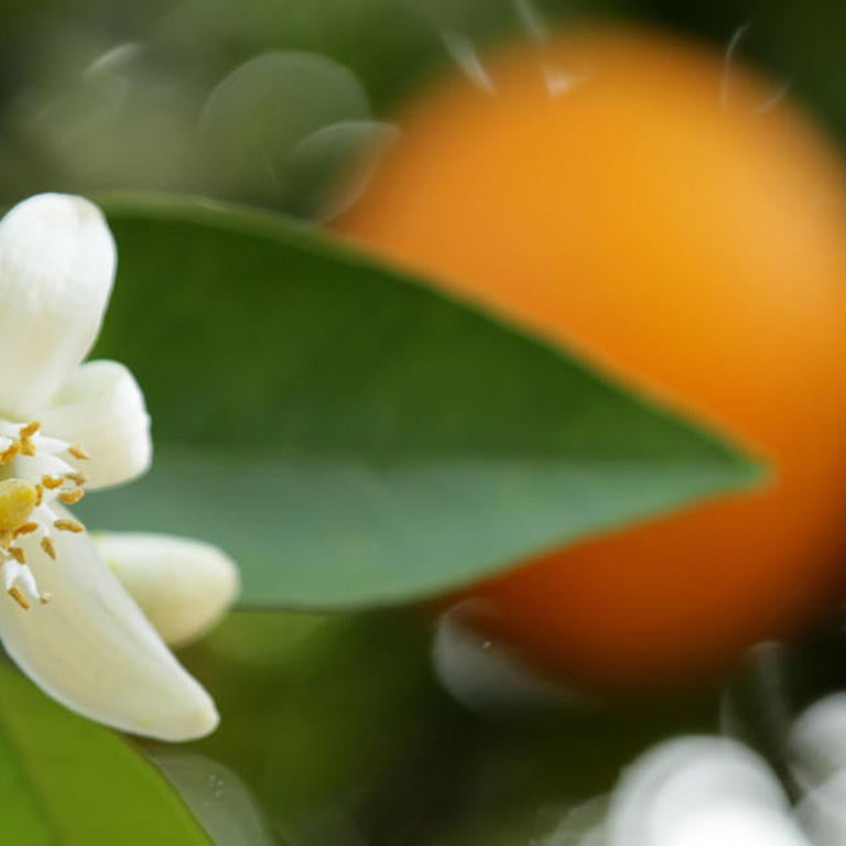 Orange Blossoms (c) UCR / Stan Lim 2019 CTA
