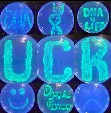UCR Petri Dishes