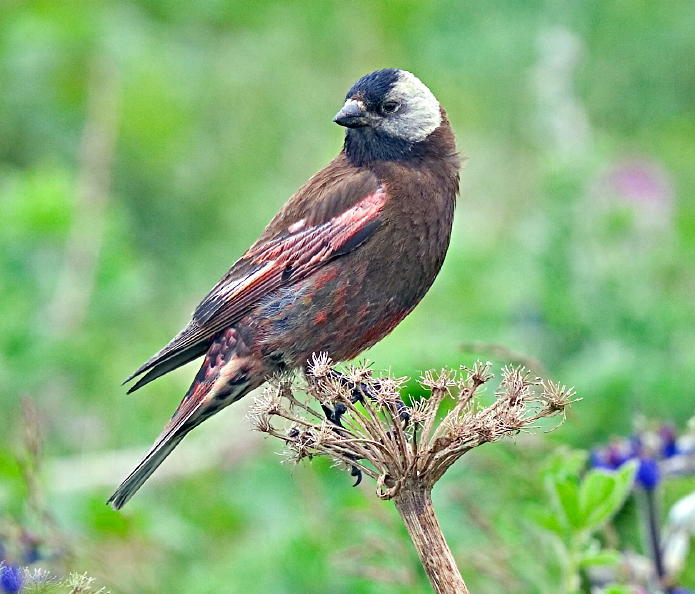 Gray-crowned rosy finch (c) UC NRS